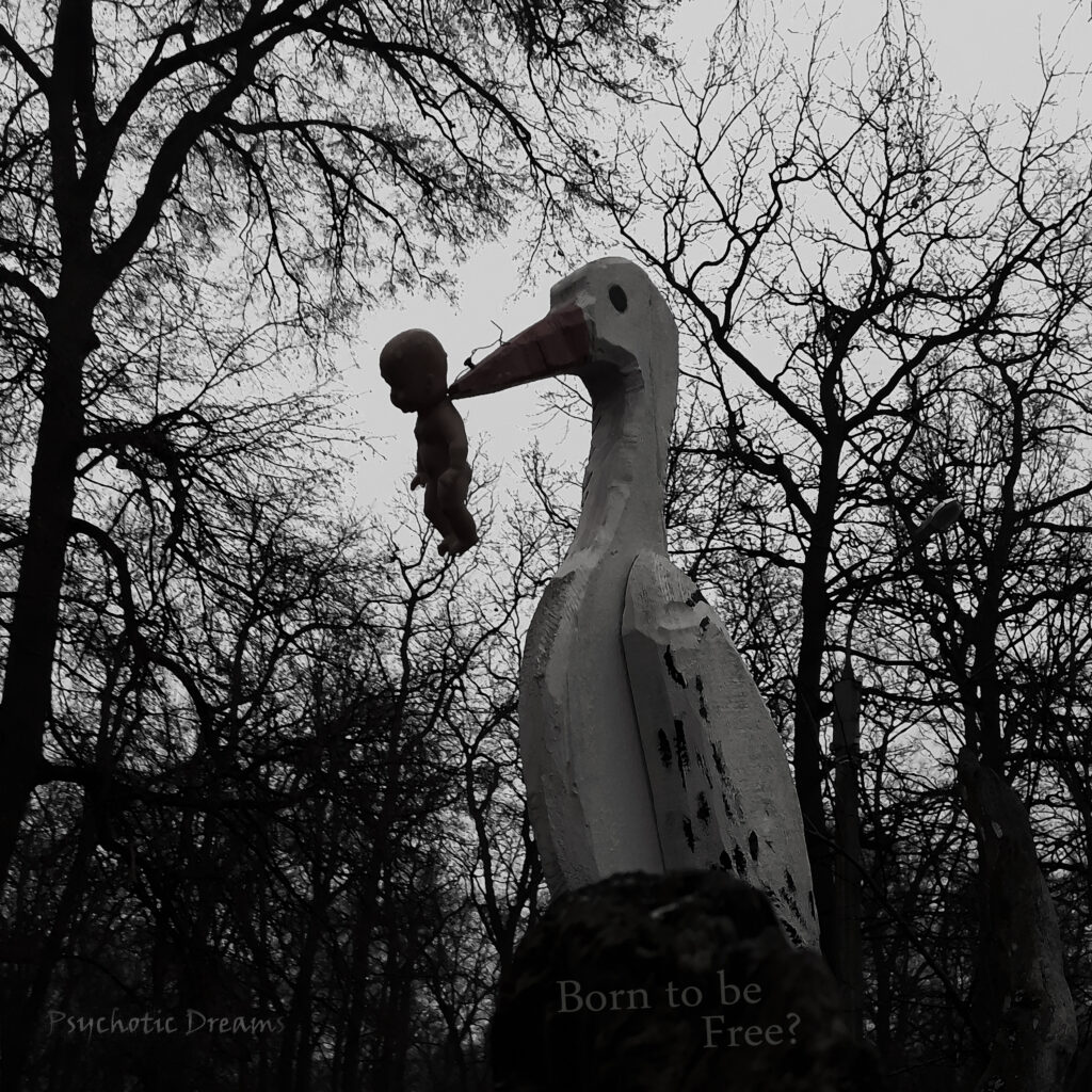 Born to be Free cover