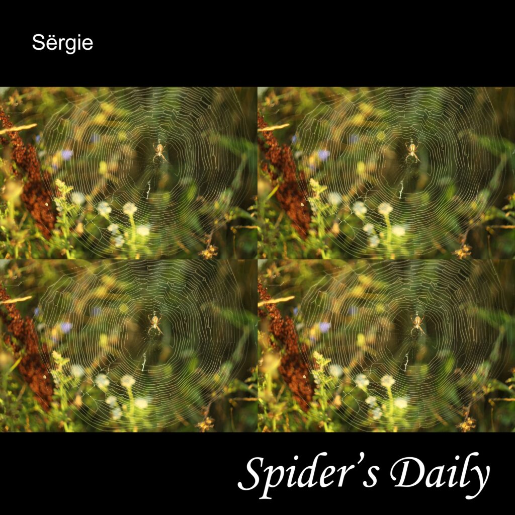 Spider's Daily