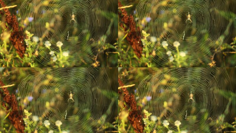 Sёrgie – Spider’s Daily (2026)