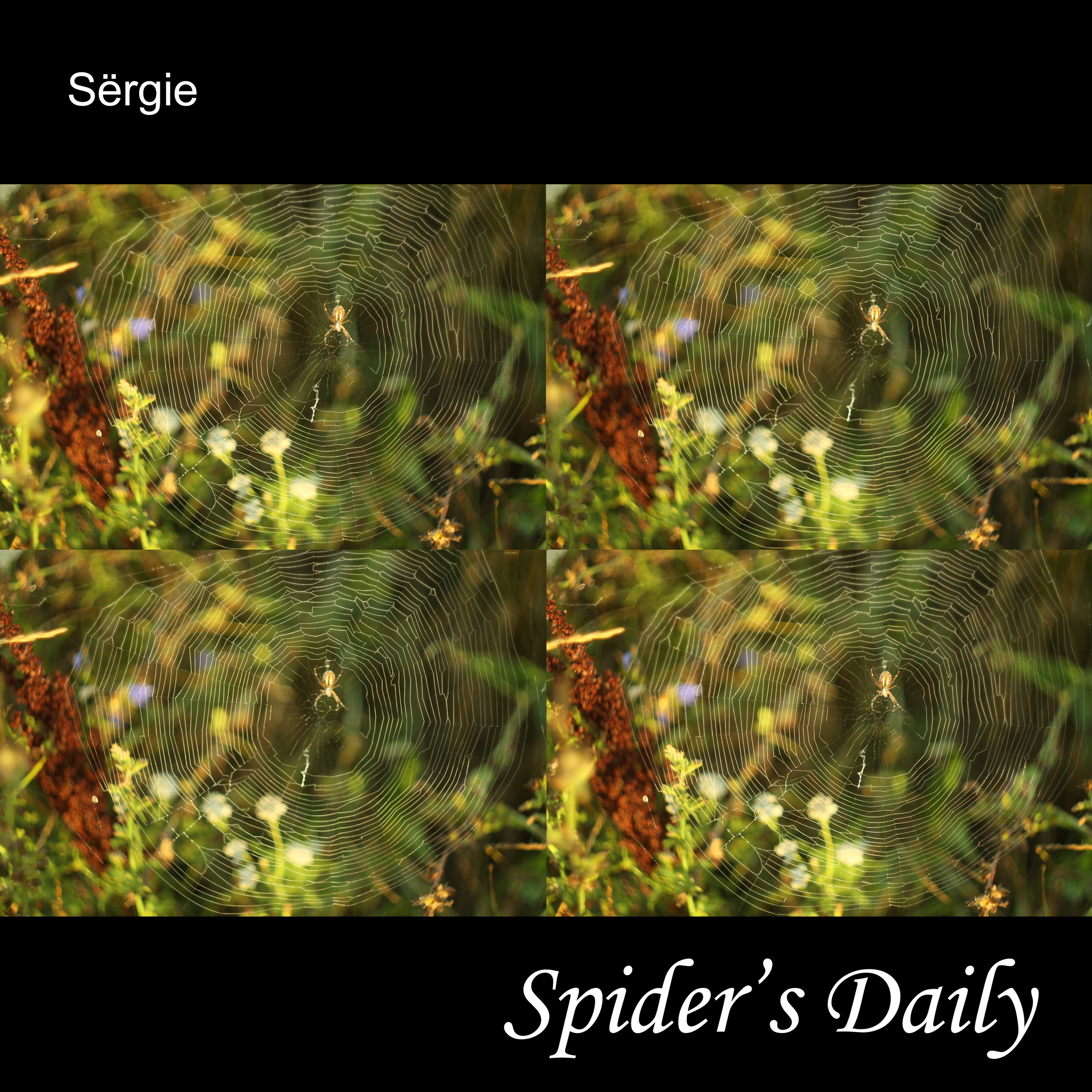 Spider's Daily